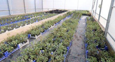 Antalya'da keçiboynuzu üreticisine fidan desteği