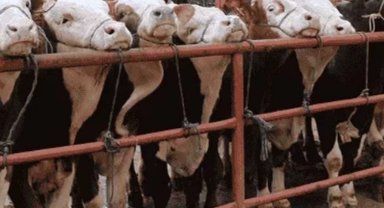 Balıkesir Gönen'de hayvan pazarlarına 'şap' tedbiri