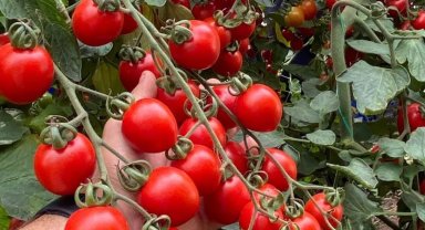 Balıkesir'de zincir markete 'fahiş fiyat' incelemesi... Zincir markette kokteyl domates vurgunu!