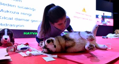 Başkent'te sokak hayvanlarına kapsamlı destek