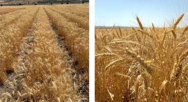 Bisküvilik buğday üretimi başladı