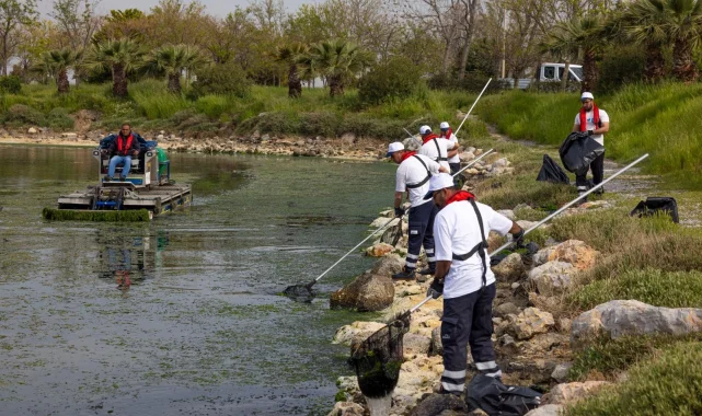 Çakalburnu Lagünü'nden Körfez'e yayılan yosunlara yoğun müdahale