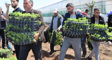 Çiftçiye 1 milyon fide desteği