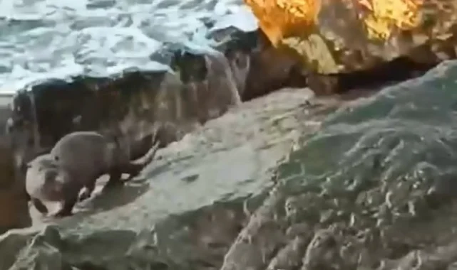 Düzce Akçakoca'da su samuru görüntülendi