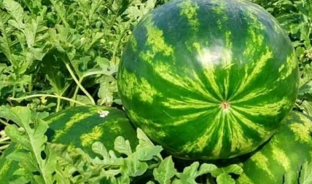 Edirne'de karpuz üretimine büyük destek