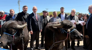Kocaeli'de damızlık mandalar üreticilere teslim edildi