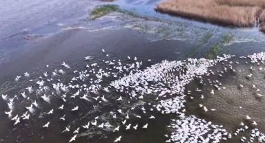 Kuşcenneti'nde görsel şölen... Yüzlerce Tepeli Pelikan aynı anda suya indi