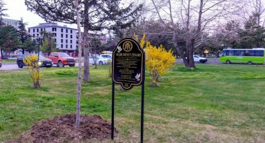 Masumiyet çınarları, kaybedilen canların hatırasını yaşatacak