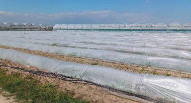 Mersin'de 'marul tarlada kaldı' iddiasına yalanlama