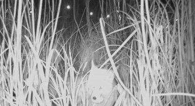 Ordu Durugöl Kurtuluş Tabiat Parkı'nda tilki yumurtaların peşinde