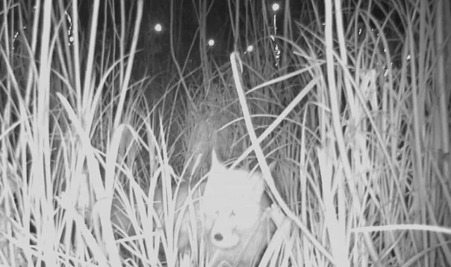 Ordu Durugöl Kurtuluş Tabiat Parkı'nda tilki yumurtaların peşinde