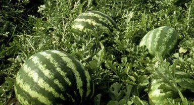 Tarım ÜFE'de yıllık artış yüzde 36,09'a ulaştı