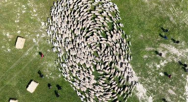 TİGEM'de 'kavuşma' sevinci... Koyun ve kuzular buluştu