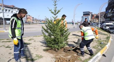 Zonguldak'ta yeşil alanlar batı ladini fidanlarıyla güçleniyor
