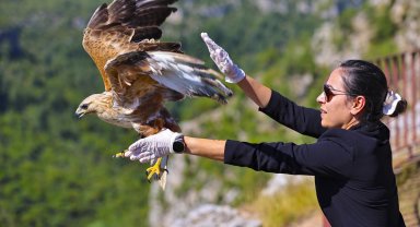 Antalya'da tedavi edilen kızıl şahin yeniden doğaya kavuştu