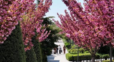 Bu manzara için Japonya'ya gitmenize gerek yok! Konya'da Sakura mevsimi başladı
