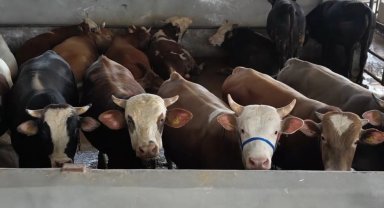 Bursa İnegöl'de kurban pazarı doldu taştı