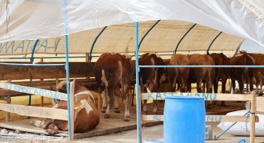 Gebze'de Kurban Pazarı hazırlıkları sürüyor