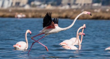 İzmir'de Flamingo Yolu turları bayramda da devam ediyor