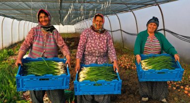 Kocaeli'de seracılık, Büyükşehir'le yaygınlaşıyor