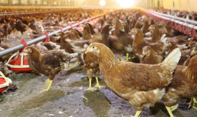 Kümes hayvancılığında artış! Yaklaşık 2 milyar adet yumurta üretildi