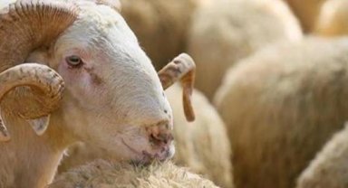 Kurban alırken bunlara dikkat edin!