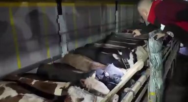 Kurban Bayramı öncesi canlı hayvan kontrolüne sıkı denetim