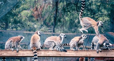 Lemur ailesinin yeni üyesi sevimli "Zabumafu" oldu
