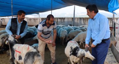 Modern Hayvan Pazarı'nda kurbanlık satışları devam ediyor