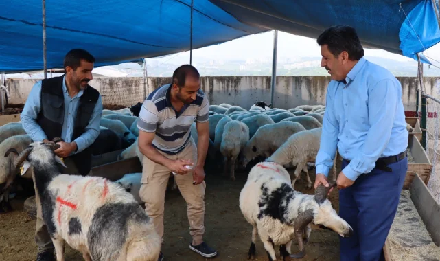 Modern Hayvan Pazarı'nda kurbanlık satışları devam ediyor