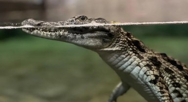 Nil timsahı sevinci... 6 yavru ilk kez ziyaretçilerle buluşuyor