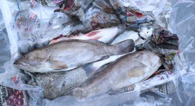 Antalya'da 260 kilo balığa el konuldu
