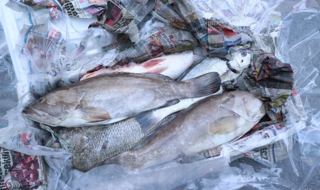 Antalya'da 260 kilo balığa el konuldu