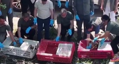 Bursa'da tedavileri tamamlanan yaban hayvanlar doğaya salındı