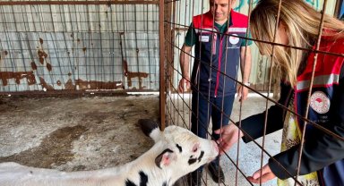 Edirne İpsala hayvancılığında kalite tescillendi