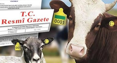 Hayvan küpeleme sisteminde yeni dönem... Karekod geliyor, il kodlu küpelerin süresi uzatıldı