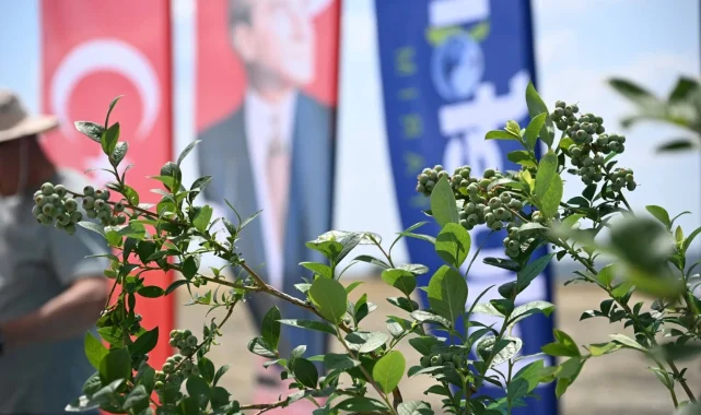 İpsala'da 150 bin yaban mersini dikilecek