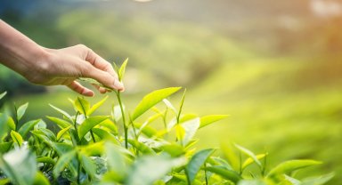 Karadeniz'de yeni sezonun ilk hasadı