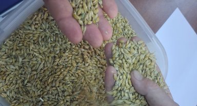 Keşan'da ilk arpa hasadı satıldı... İlk ürün 17,50 TL'den satıldı