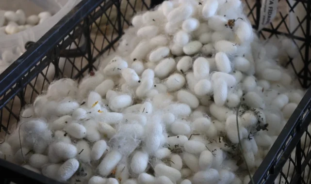 Muğla'da kozalar berekete dönüştü