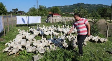 Ordu'da kaz yetiştiriciliği büyüyor