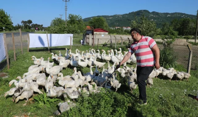 Ordu'da kaz yetiştiriciliği büyüyor