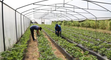 Ordu'da örtü altı yetiştiriciliği 68 bin metrekareye ulaştı