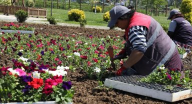 Ordu'nun çiçekleri Büyükşehir seralarında üretiliyor