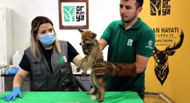Yavru tilki Ormanya'da şifa buluyor