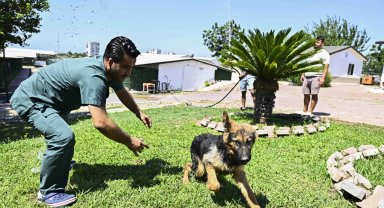 Antalya Muratpaşa'dan patili dostlara serin dokunuş