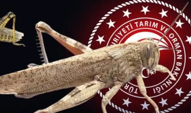 Bakanlıktan 'çekirge istilası' açıklaması... Ekonomik zarar oluşturan popülasyon yok