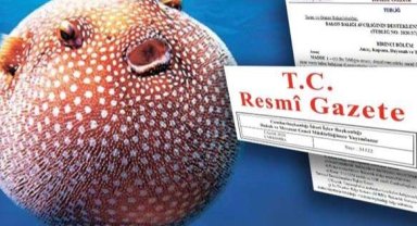 Balon Balığı avcılığı destekleri artırıldı... Zehirli türe destek 35 TL'ye yükseltildi