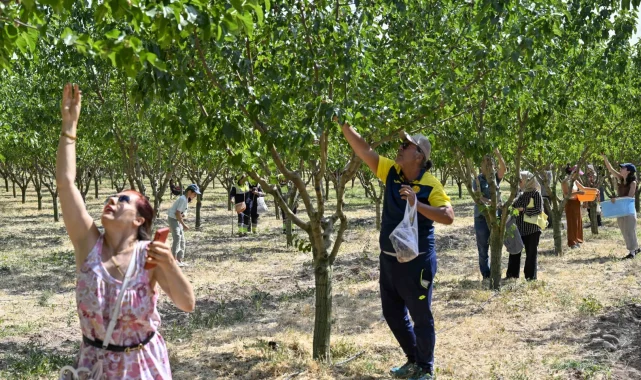 Başkentliler ATA Çiftliği'nde hasat coşkusunu yaşadı
