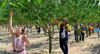 Başkentliler Ata Çiftliği'nde hasat yaptı
